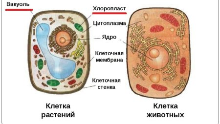 Строение клетки животных 5 класс биология