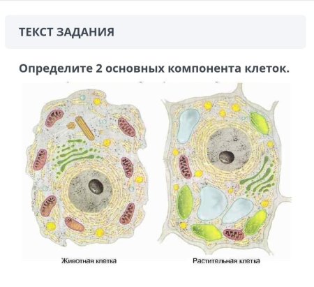 Строение растительной и животной клетки рисунок