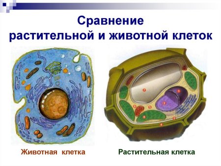 Строение растительной и животной клетки без подписей