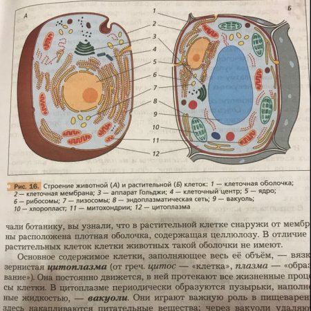 Строение живой и растительной клетки