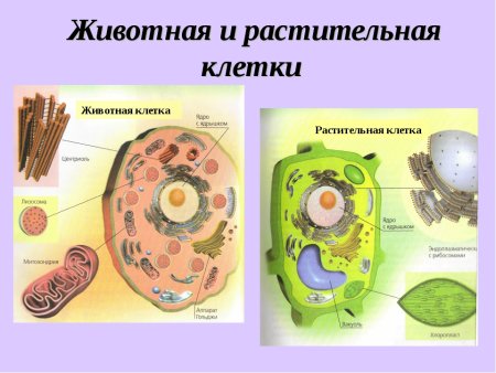 Строение животной клетки и строение растительной клетки