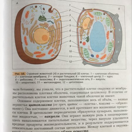 Строение животной клетки схема 5 класс Пономарева