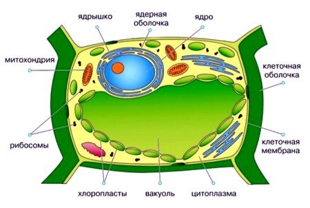 Органоиды растительной клетки рисунок