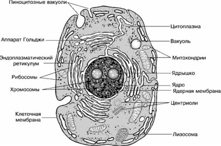 Строение эукариотической растительной клетки