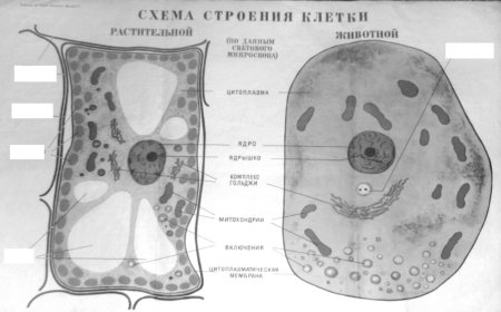 Строение клетки растения под микроскопом