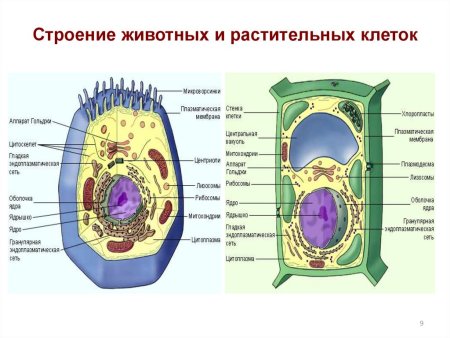 Строение растительной клетки