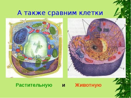 Клетка растений и животных