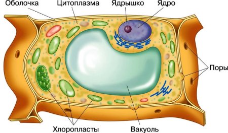 Строение органелл растительной клетки