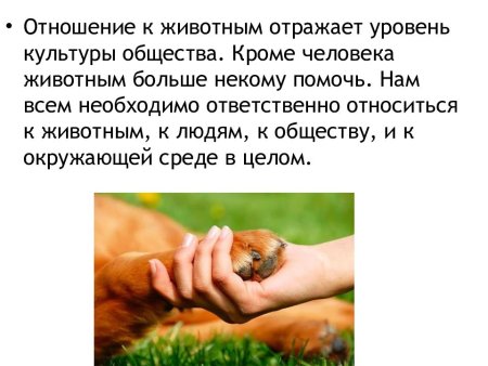 Бережное отношение к животным