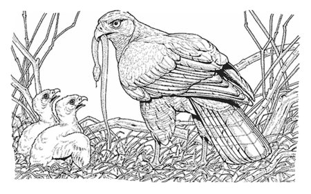 Орел раскраска