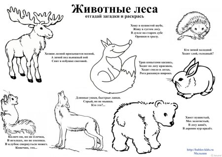 Лесные животные задания для детей