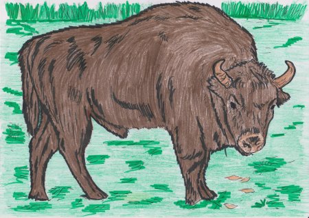 Животные нашего края рисунки