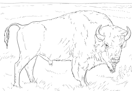 Рисунок на тему животные