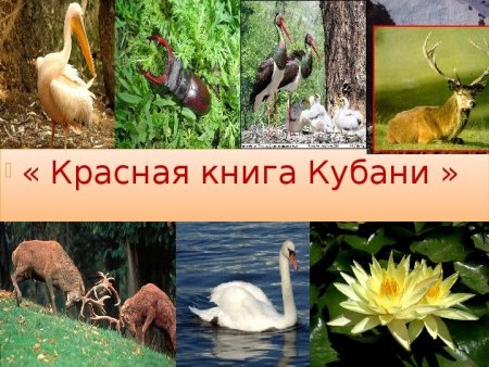 Лесной кот Манул Краснодарского края