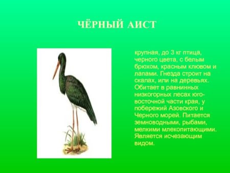 Животные и растения красной книги Краснодарского