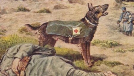 Пес санитар Мухтар ВОВ