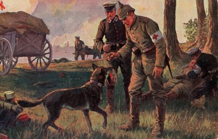 Санитарные собаки первая мировая война