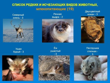 Исчезающие виды животных