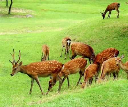 Охрана природы и животных