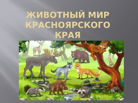 Животный мир Красноярского края