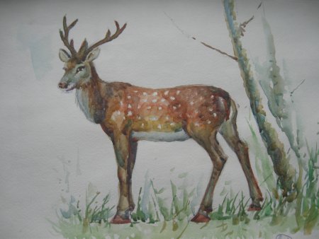 Красная книга рисунок