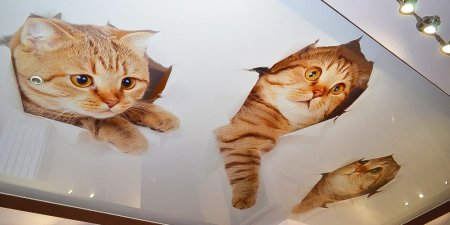 Натяжные потолки с фотопечатью животных