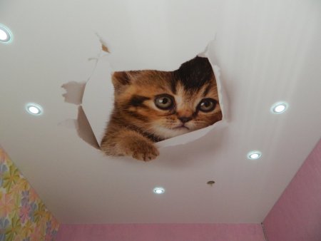 Животные на потолке