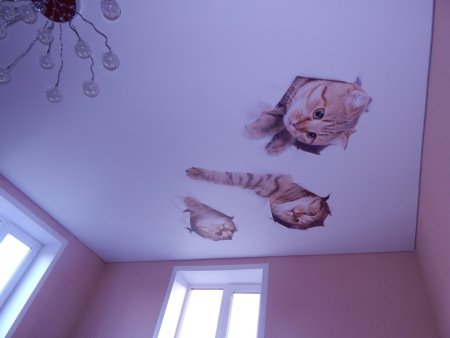 Фотопечать кот на потолке
