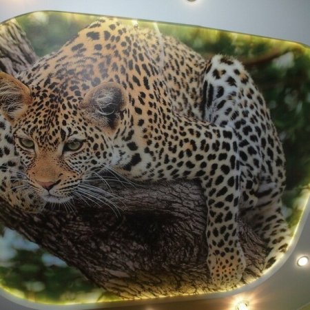 Натяжные потолки с животными