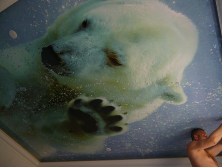 Натяжные потолки с фотопечатью с животными