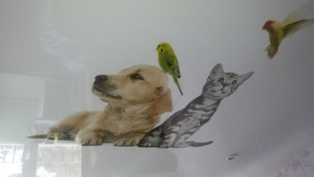 Натяжные потолки с фотопечатью животных