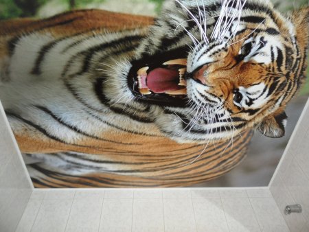 Фотопечать на потолке тигр