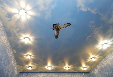 Натяжные потолки с фотопечатью птицы