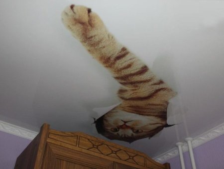 Фотопечать кот на потолке