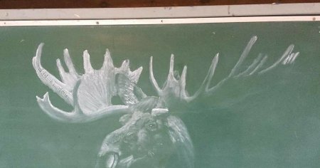 Птица мелом на доске