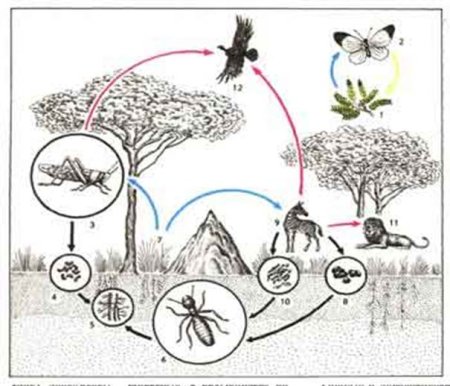 Круговорот растений и животных в природе схема