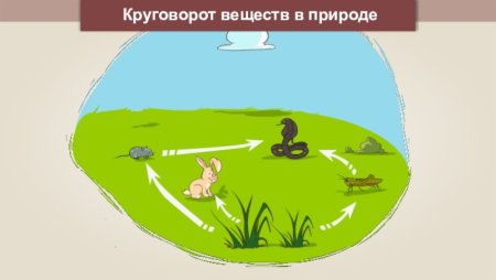 Круговорот веществ вмприроде