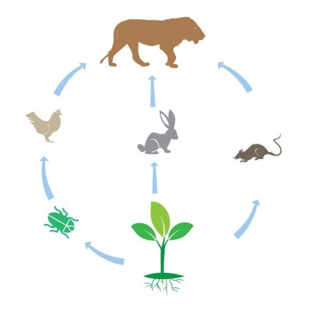 Биологический круговорот веществ животных