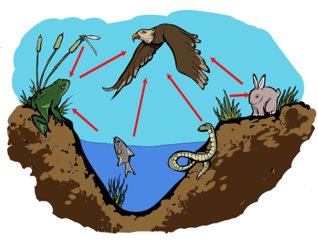 Детритная цепь редуценты