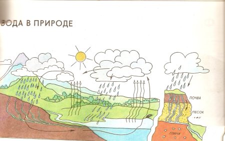 Пищевые Цепочки для детей детского сада