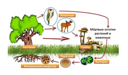 Круговорот веществ