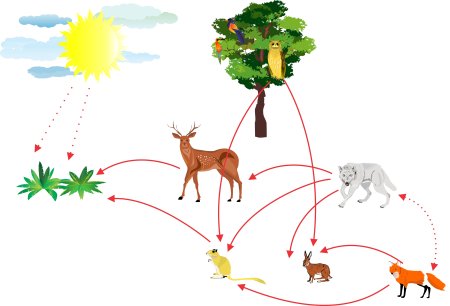 Круговорот веществ в природе