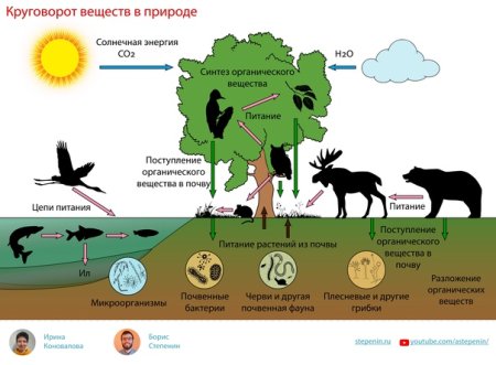 Бактерии в круговороте веществ