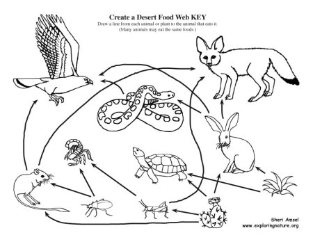 Круговорот веществ в биосфере азот