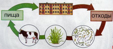 Круговорот веществ в природе 5 класс биология