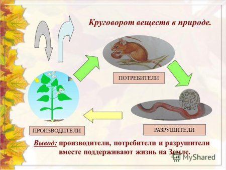 Пищевая цепочка