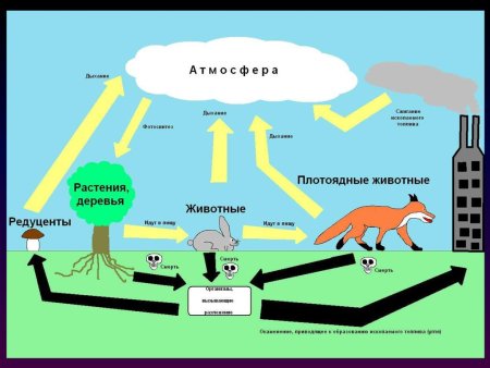 Понятие круговорот веществ кратко