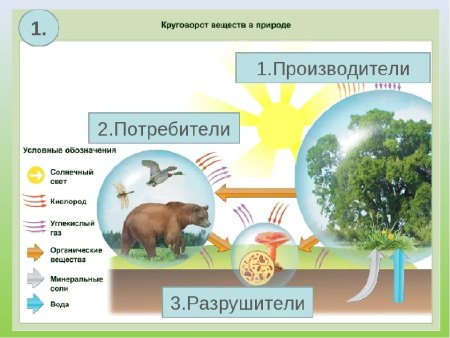 Пищевая цепь круговорот веществ в природе