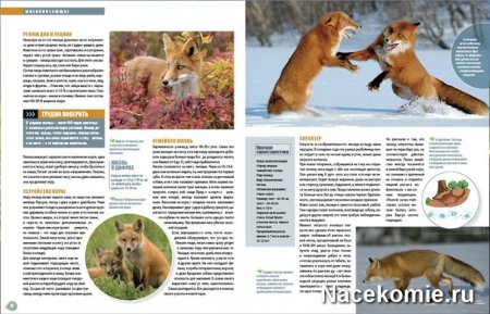 Детский журнал про животных