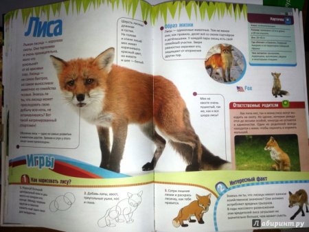 Уроки Никиты Чарушина